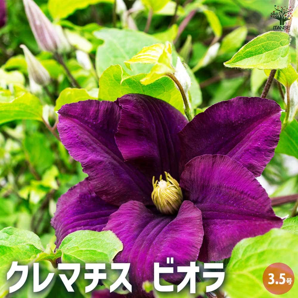 クレマチス ビオラ 【花木苗 3.5号ポット／1個売り】｜ 【植物の