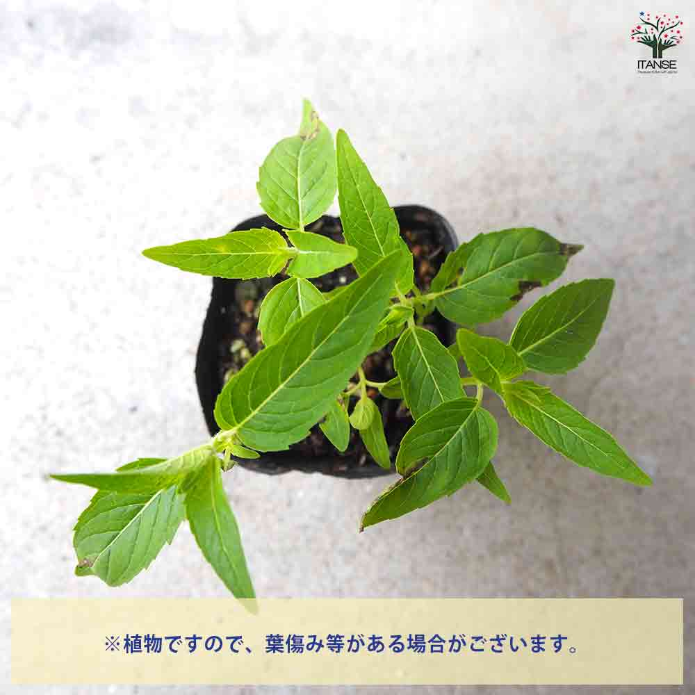 かおりん様ハーブニックベルガモット×2 HERBNIC(ベルガモットの香り)シャンプー＆トリートメント | 株式会社