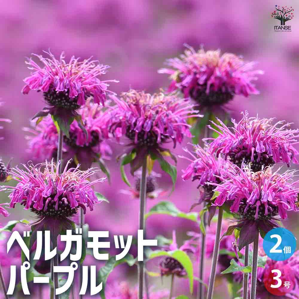 ベルガモット パープル 2個～【ハーブの苗 3号ポット】｜ 【植物の
