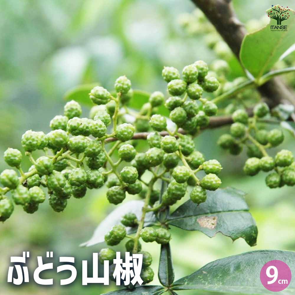 山椒の苗木 ぶどう山椒 【果樹の苗 9cmポット／1個売り