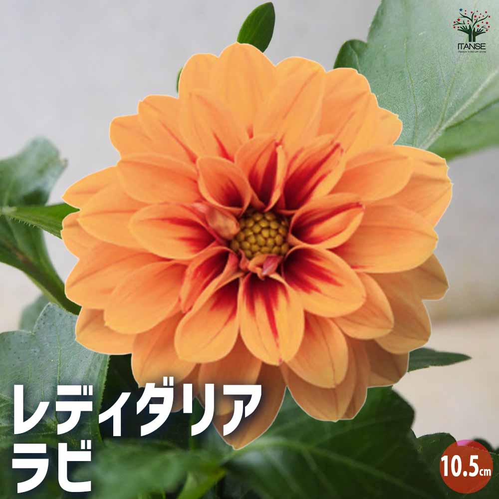 レディダリア ラビ 【花苗 10.5cmポット／お買い得2個セット】