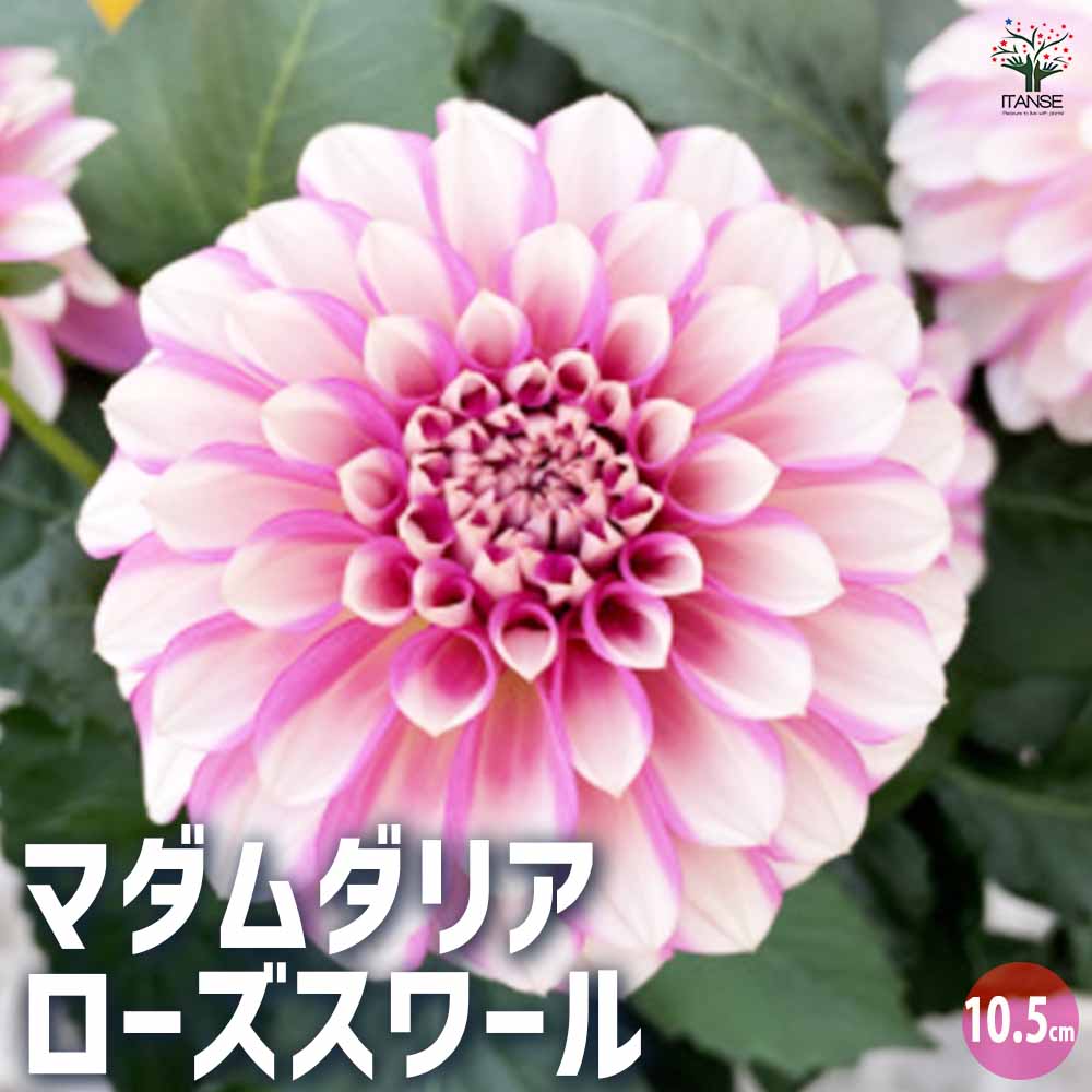 マダムダリア ローズスワール 【花苗 10.5cmポット／お買い得2個セット】
