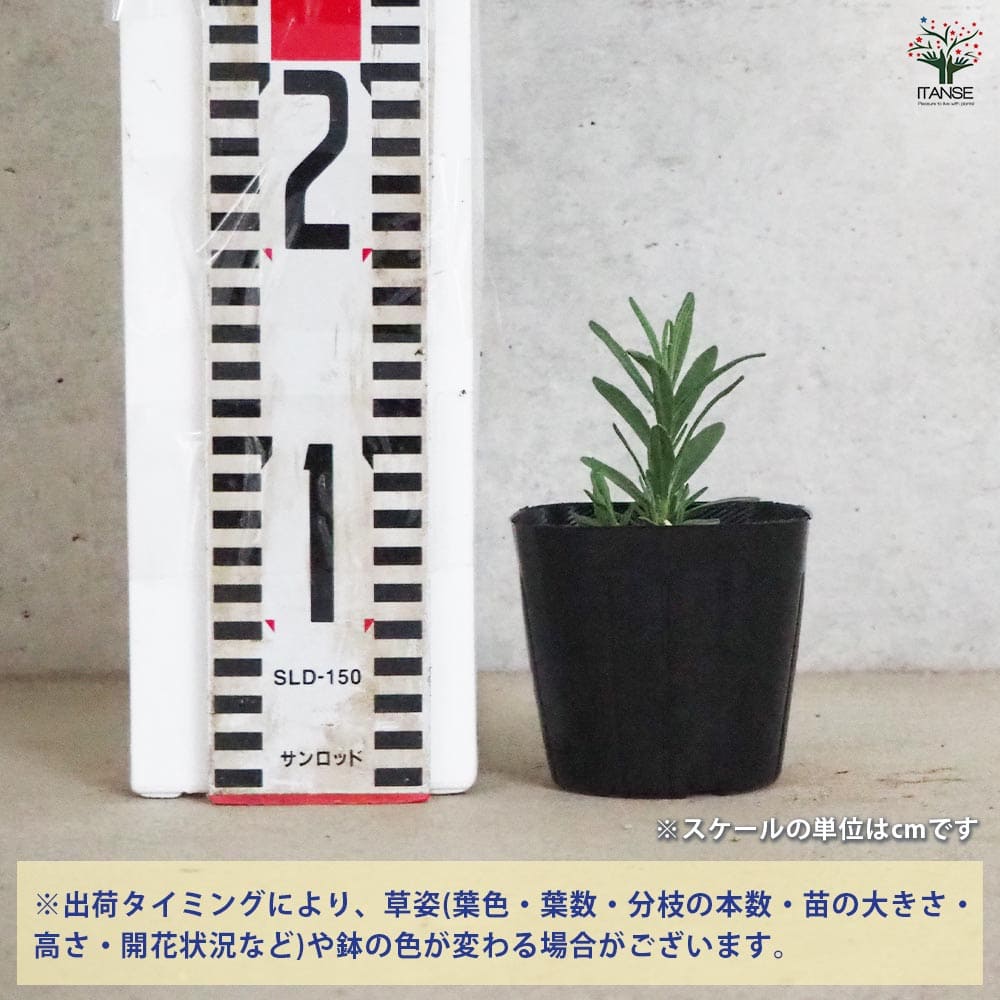 追加商品画像