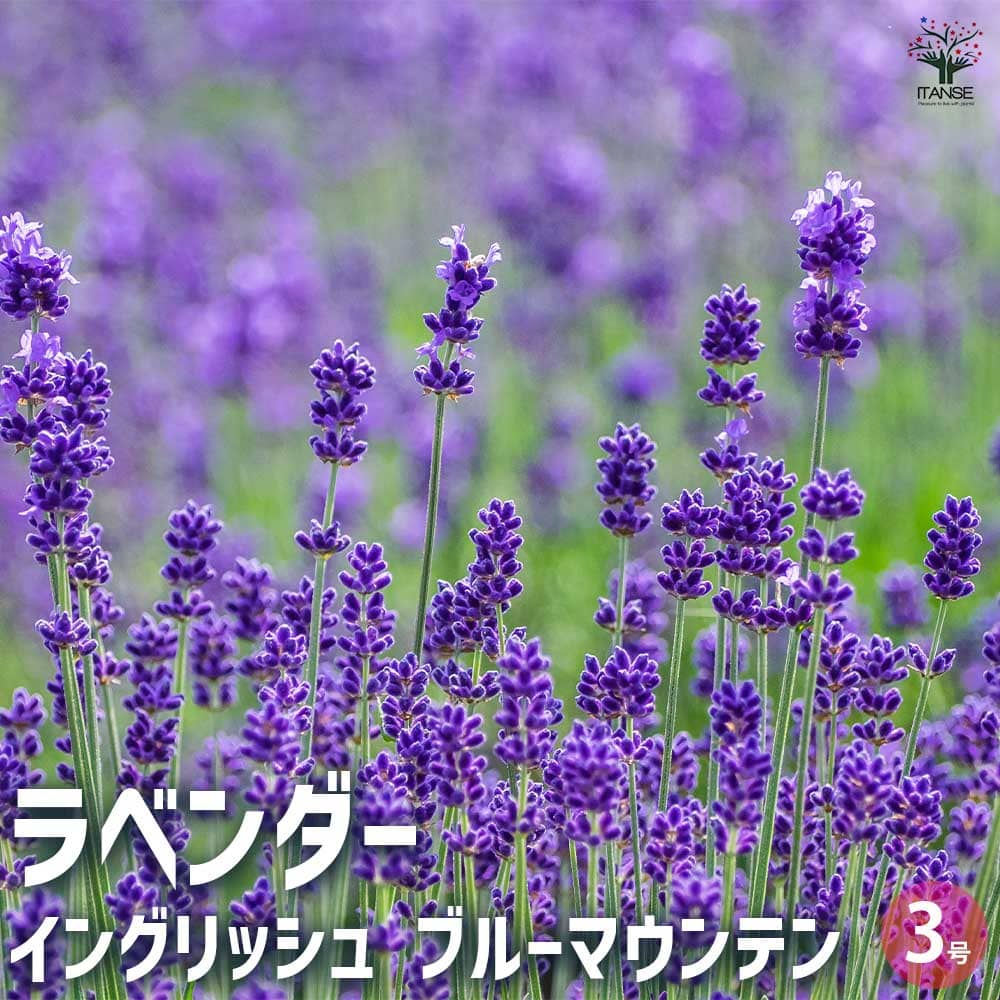 ラベンダー イングリッシュ ブルーマウンテン 2個～【ハーブの苗 3号