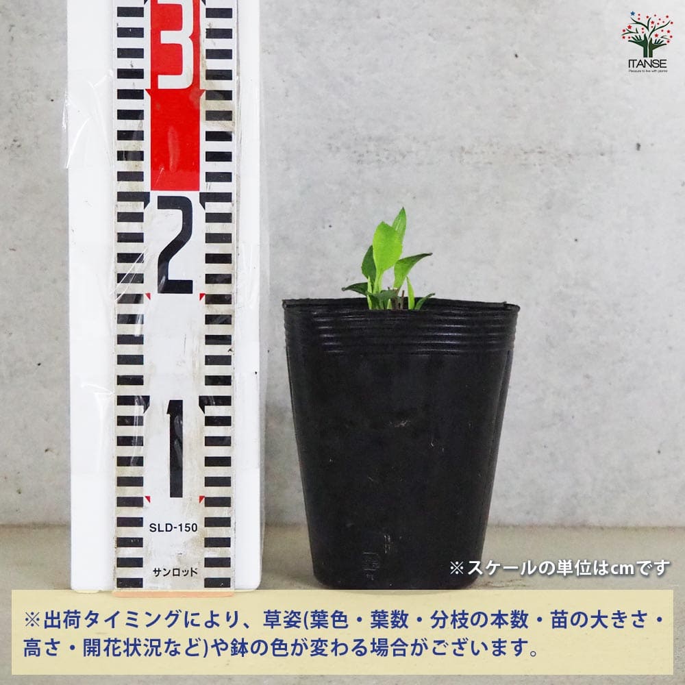 エキナセア グリーンジュエル 【花苗 4.5号ポット】｜ 【植物の