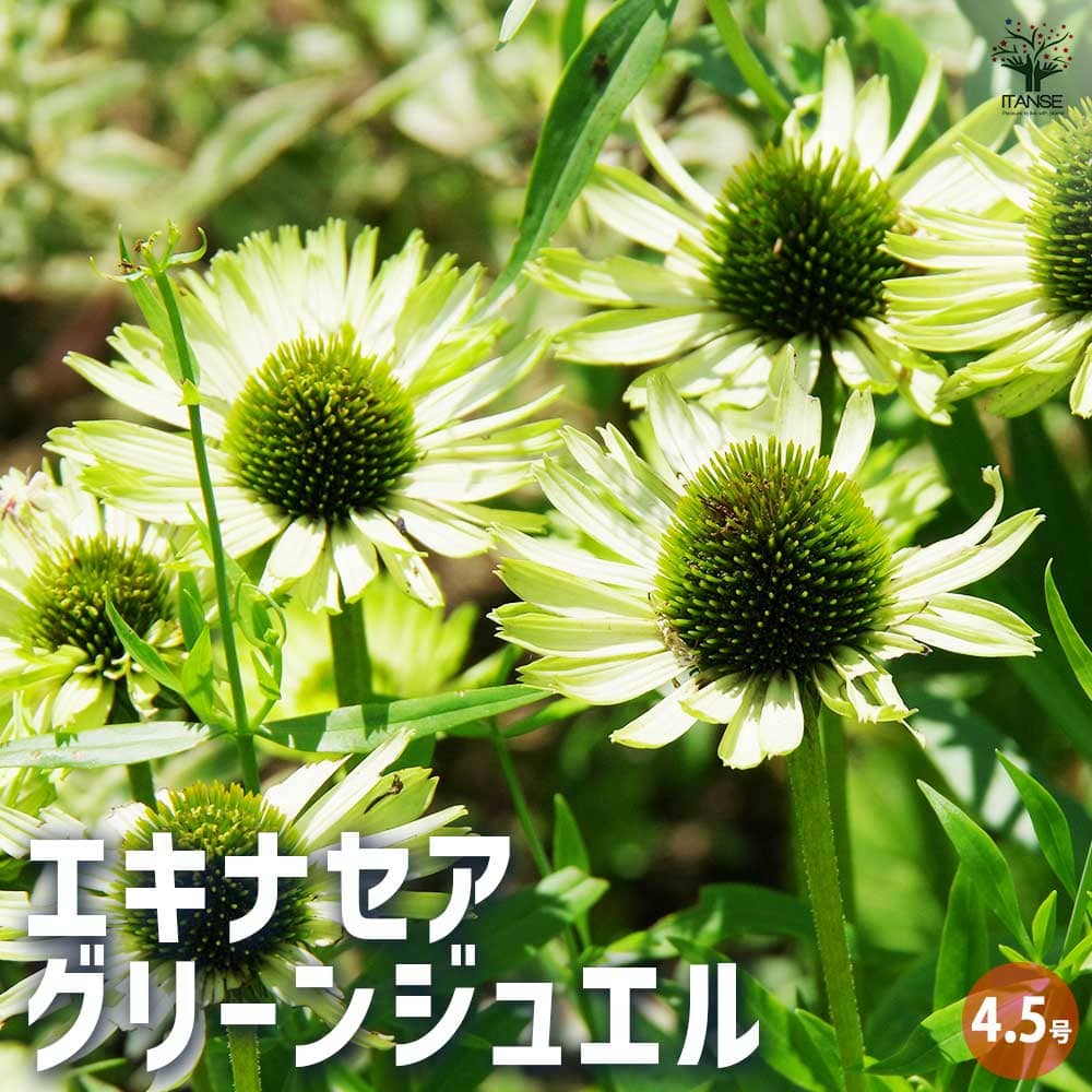 エキナセア グリーンジュエル 【花苗 4.5号ポット】｜ 【植物の