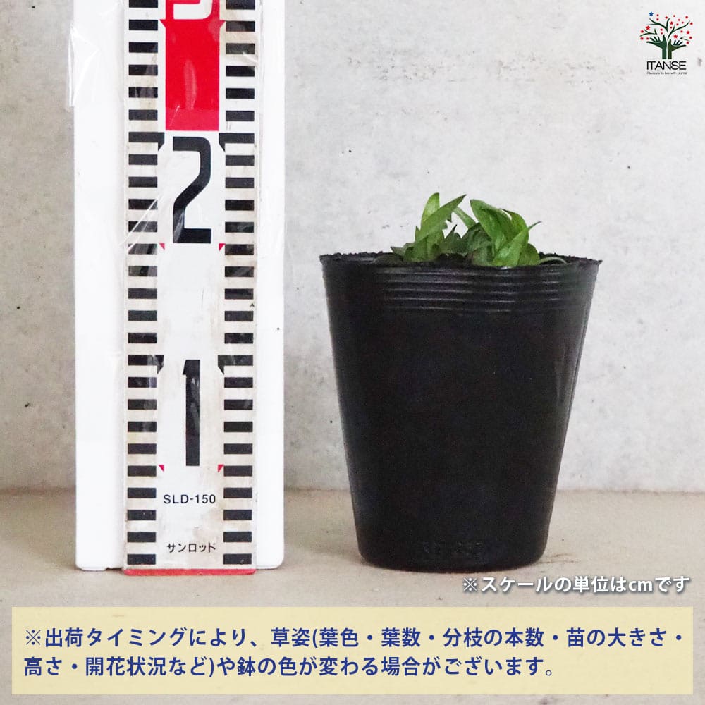 エキナセア センセーションピンク 【花苗 4.5号ポット