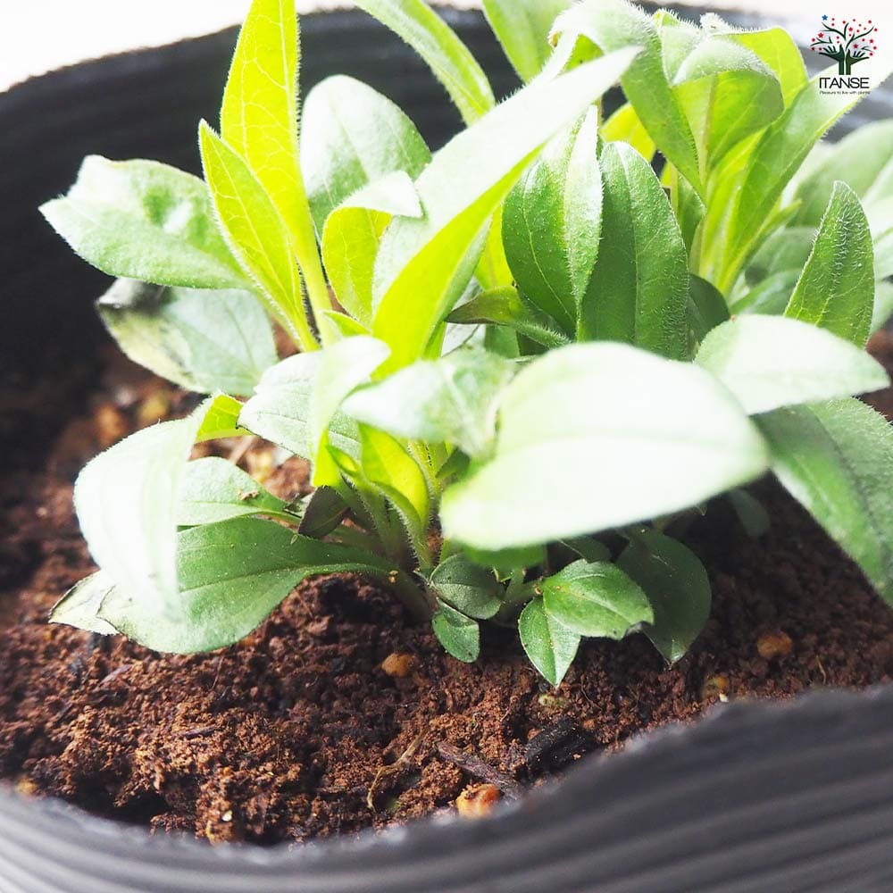 エキナセア苗 エキナセア センセーションピンク 【花苗 4.5号ポット】｜ 【植物の