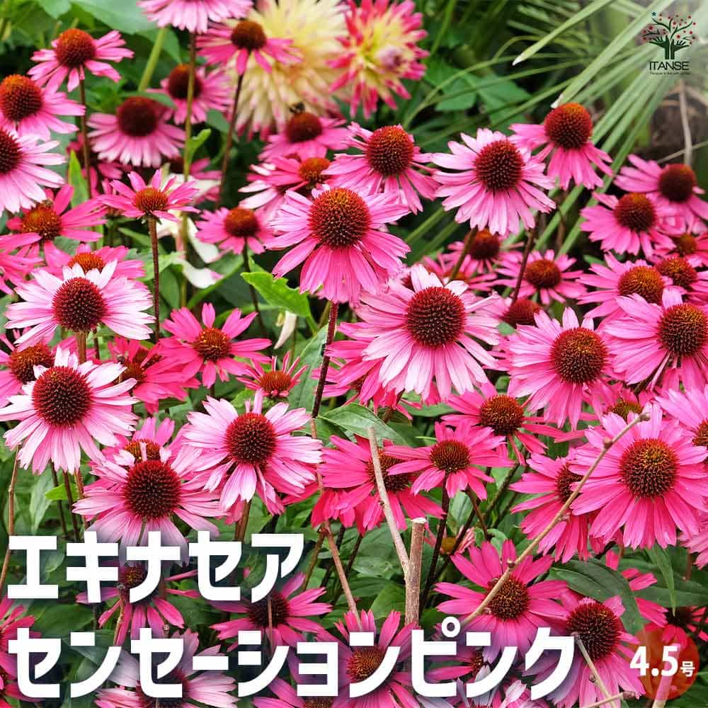 エキナセア センセーションピンク 【花苗 4.5号ポット