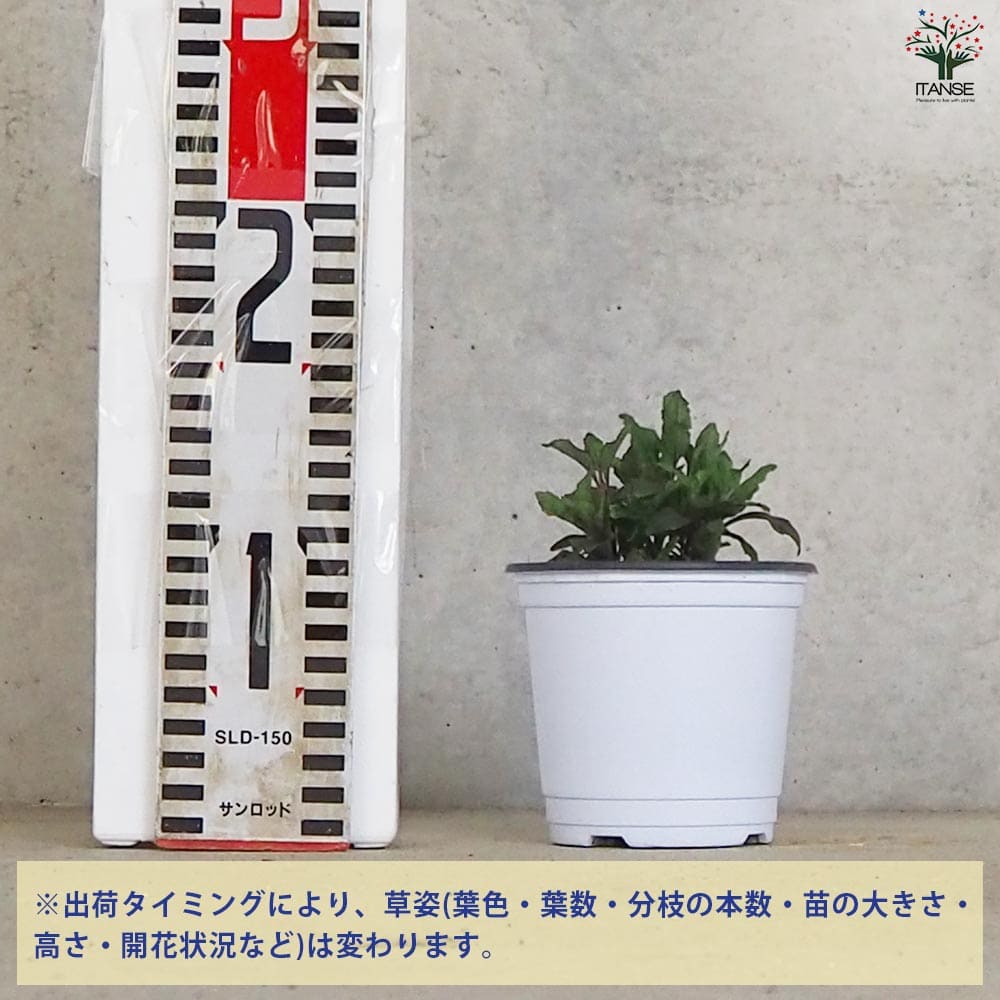 クミスクチン 2個～【ハーブの苗 10.5cm鉢】｜ 【植物のITANSE