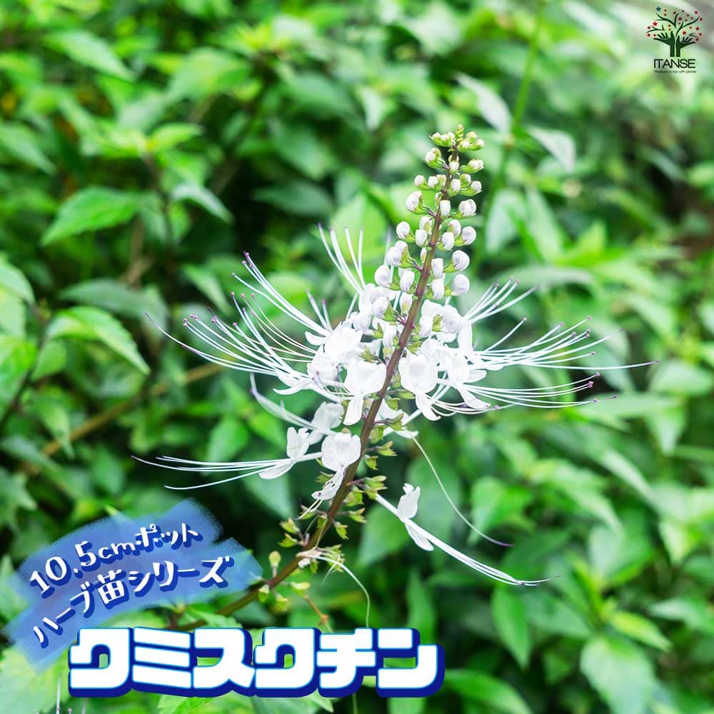 クミスクチン 2個～【ハーブの苗 10.5cm鉢】｜ 【植物のITANSE