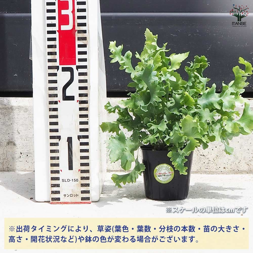 観葉植物 フレボディウム ダバナ 【観葉植物 3号ポット】｜ 【植物の