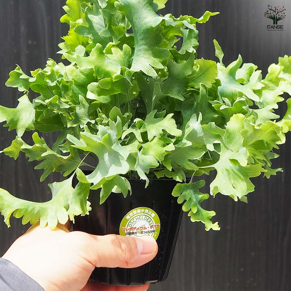 観葉植物 フレボディウム ダバナ 【観葉植物 3号ポット】｜ 【植物の