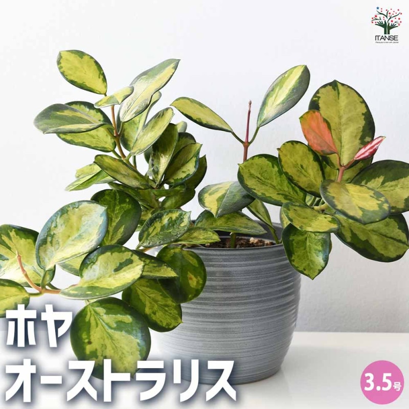 感謝を込めて。センペルビウム15(*´ω`*)Q 楽天市場】センペルビウム SPN-13 3号サイズ 苗 高山性多肉植物