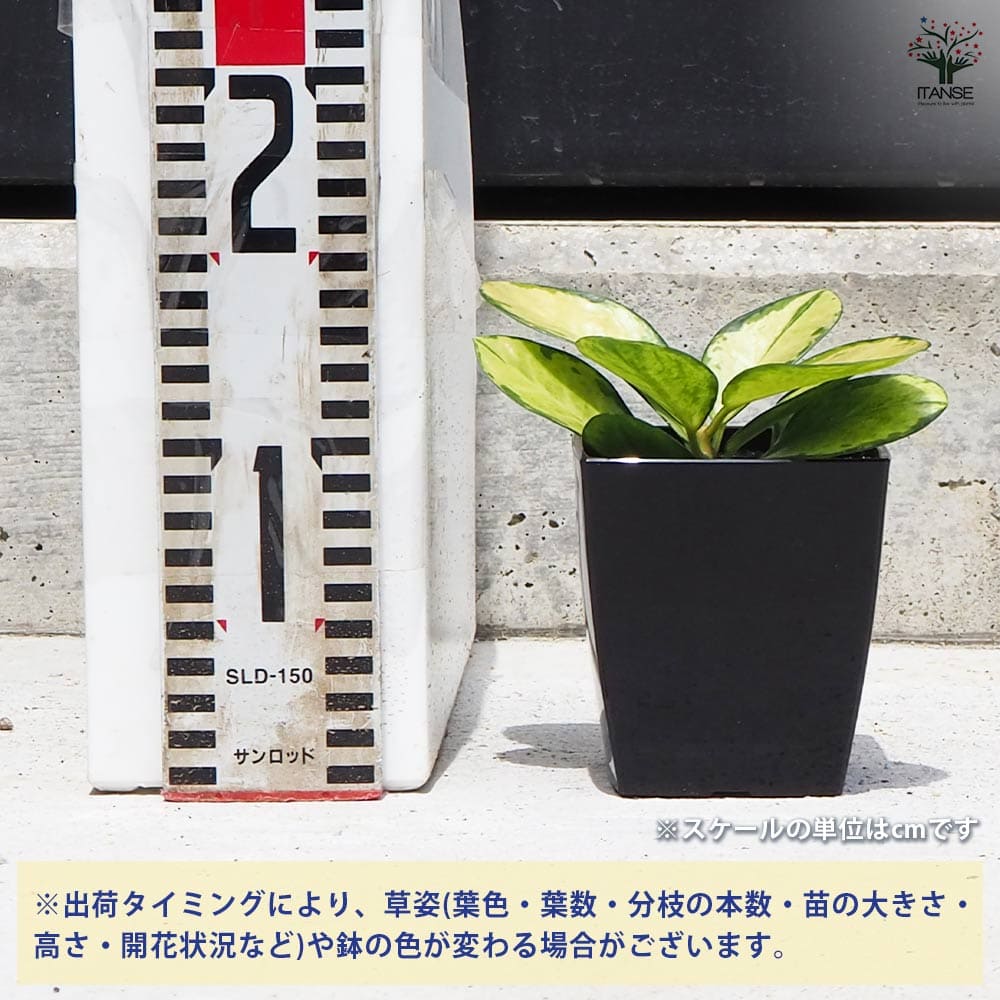 追加商品画像