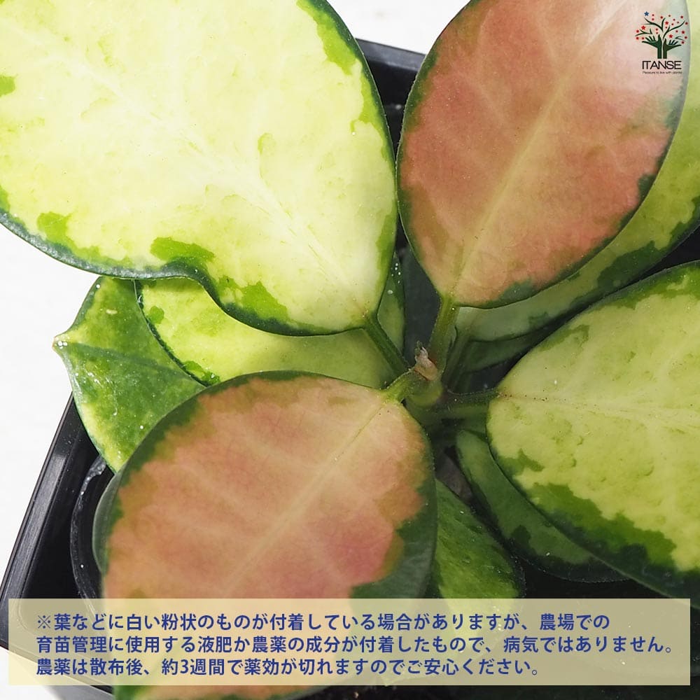 追加商品画像