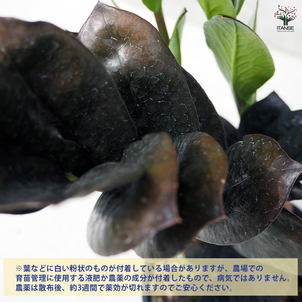 観葉植物 ザミオクルカス レイブン 【観葉植物 4号鉢／1個売り