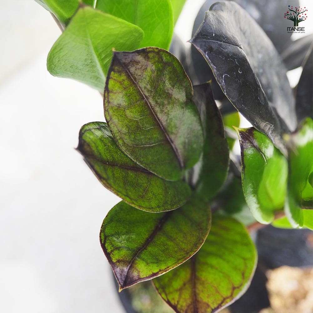 観葉植物 ザミオクルカス レイブン 【観葉植物 4号鉢／1個売り