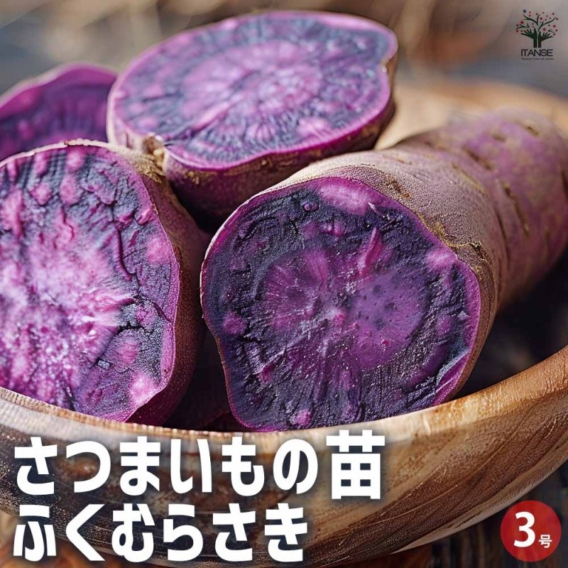 さつまいもの苗 金時芋 (きんとき) つる取り用さつまいも苗2個