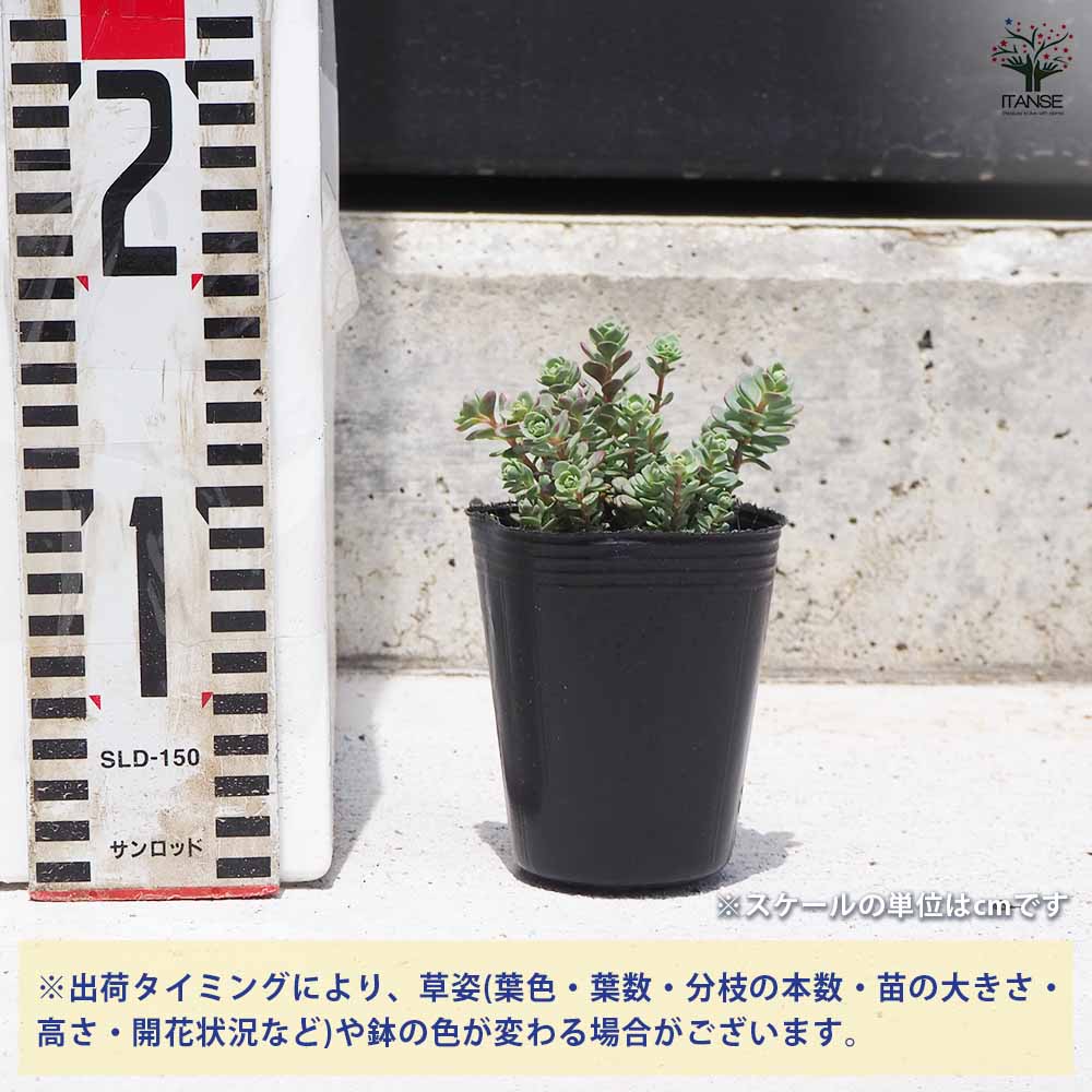 観葉植物 ミセバヤ ヒダカ 2個～【観葉植物 2.5号ポット】｜ 【植物の