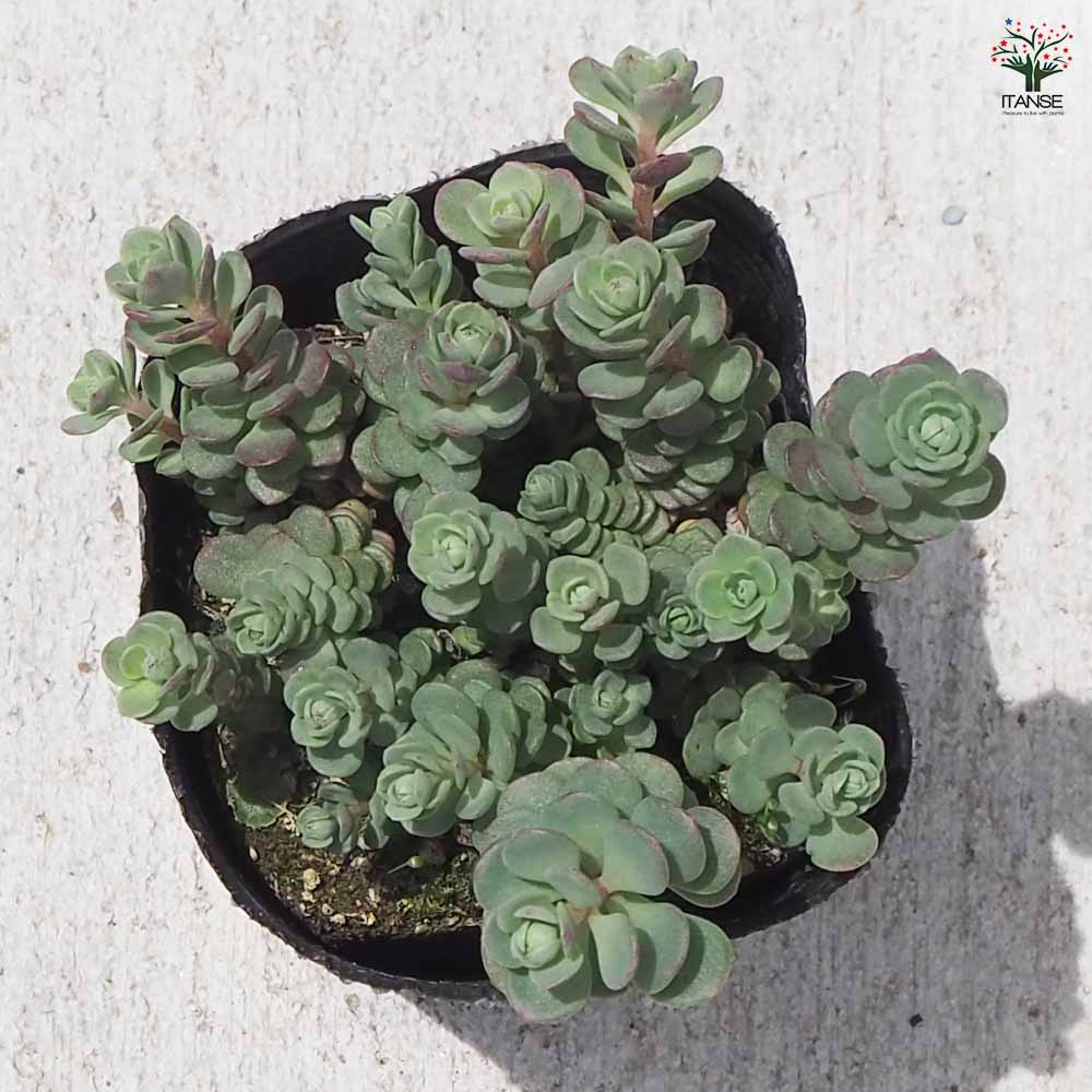 観葉植物 ミセバヤ ヒダカ 2個～【観葉植物 2.5号ポット】｜ 【植物の