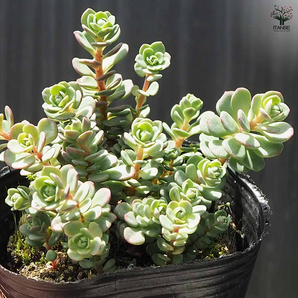 観葉植物 ミセバヤ ヒダカ 2個～【観葉植物 2.5号ポット】｜ 【植物の