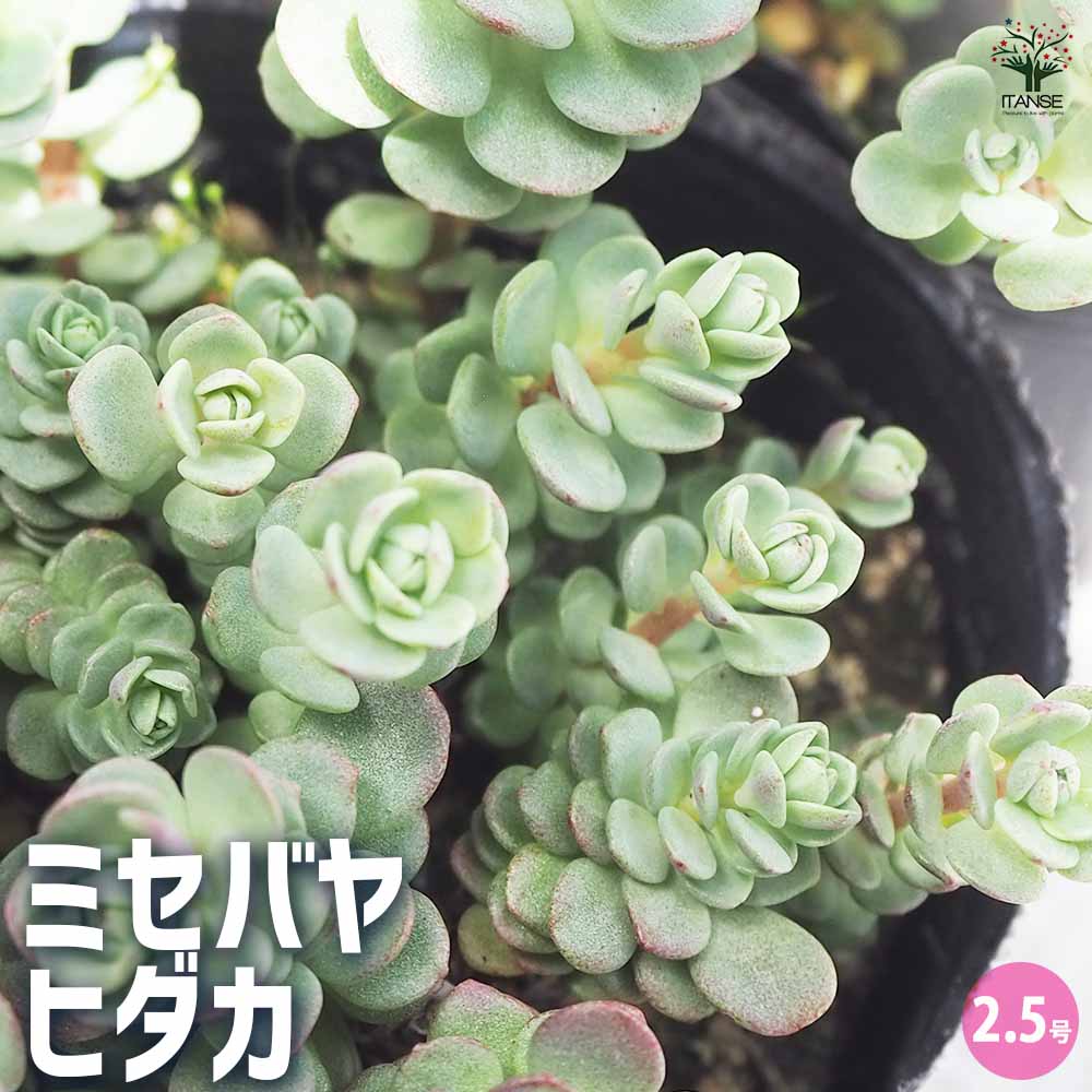 観葉植物 ミセバヤ ヒダカ 2個～【観葉植物 2.5号ポット】