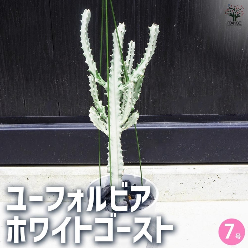 ユーフォルビア ホワイトゴースト【多肉植物 6号鉢／1個売り
