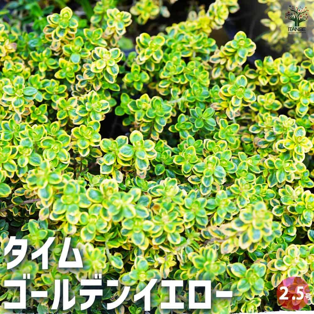 タイム ゴールデンイエロー 2個～【ハーブの苗 2.5号ポット】