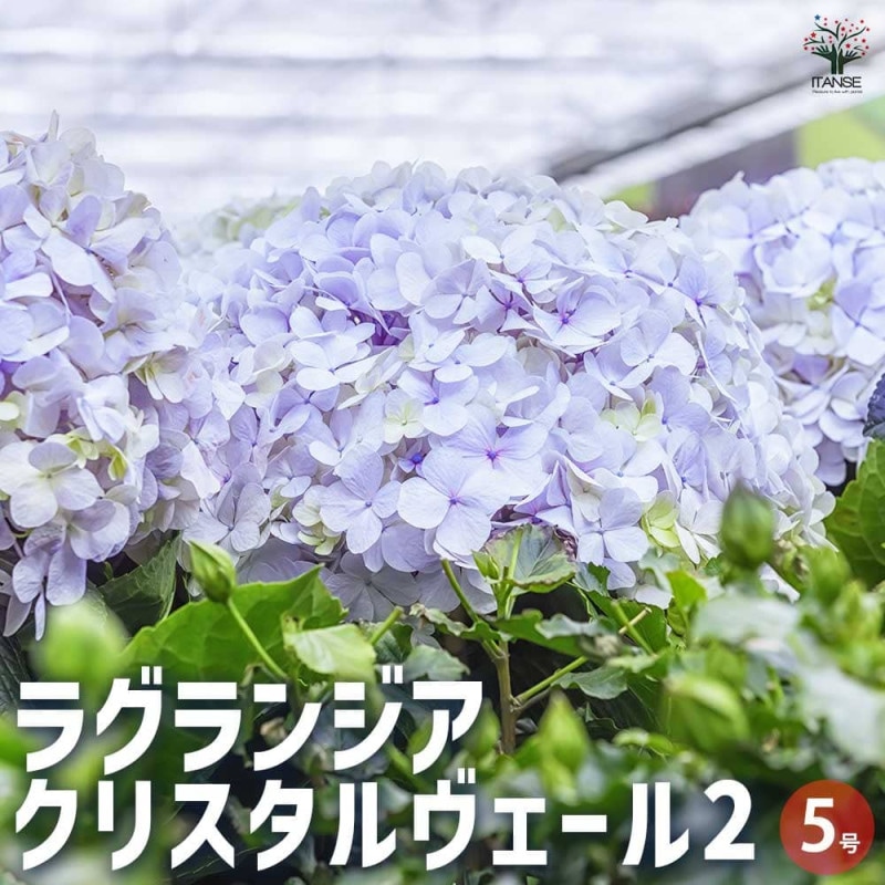ラグランジア クリスタルヴェール2 ピンク 【花苗 5号／1個売り