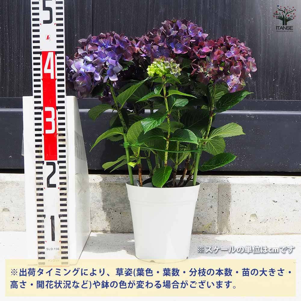 【花苗】4鉢限定　紫陽花　マジカルチョコレート　② 特大花　正規品　タグ付き アジサイ マジカルチョコレート○4号 希少 良苗 紫陽花 マジカル