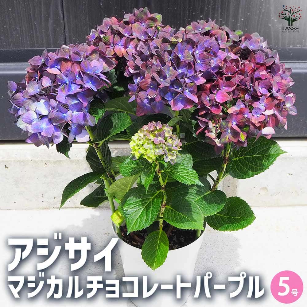 アジサイ マジカルチョコレートパープル 【花木苗 5号鉢／1個