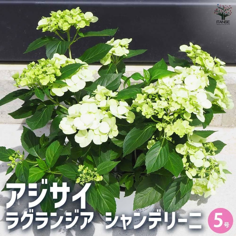 ラグランジア クリスタルヴェール2 【花木苗 5号鉢／1個売り