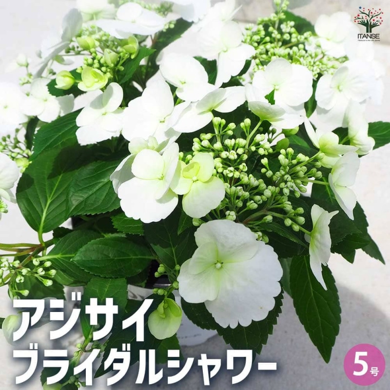 アジサイ　ラグランジアン　ブライダルシャワー　鉢40*40センチ花苗木 園芸ネット本店｜ラグランジア（アジサイ）：ブライダルシャワー大株