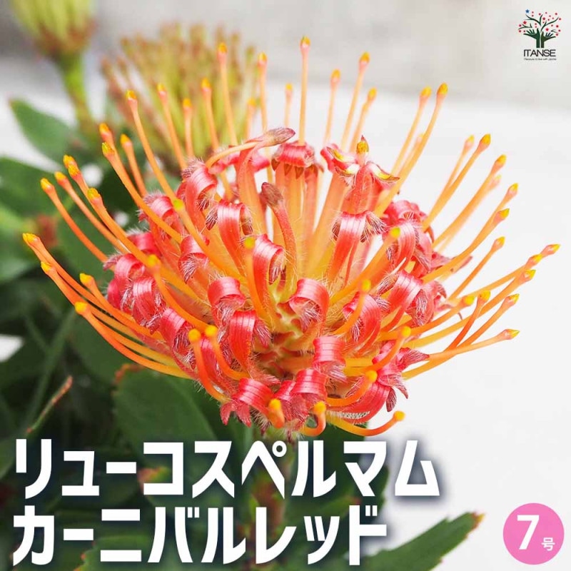 リューコスペルマム カリプソレッド 【花木苗 7号鉢／1個売り