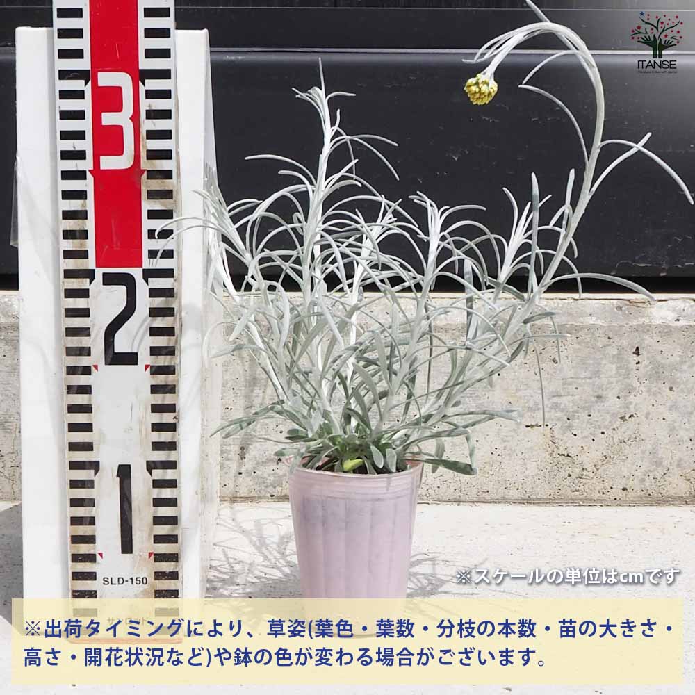 ヘリクリサム シルバースノー 2個～【花苗 2.5号ポット】｜ 【植物の