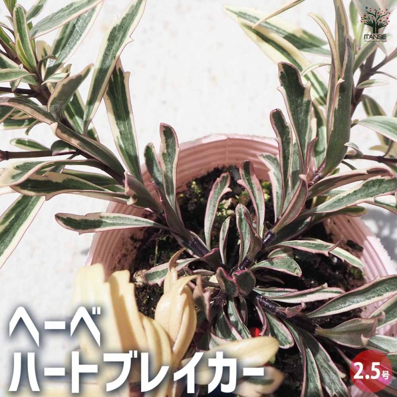 ペペロミア 美依子 【観葉植物 3号ポット】｜ 【植物の