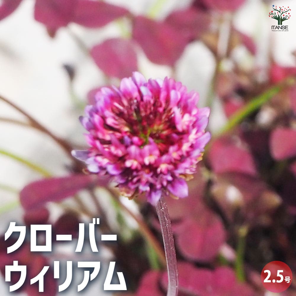 クローバー ウィリアム 2個～【花苗 2.5号ポット】