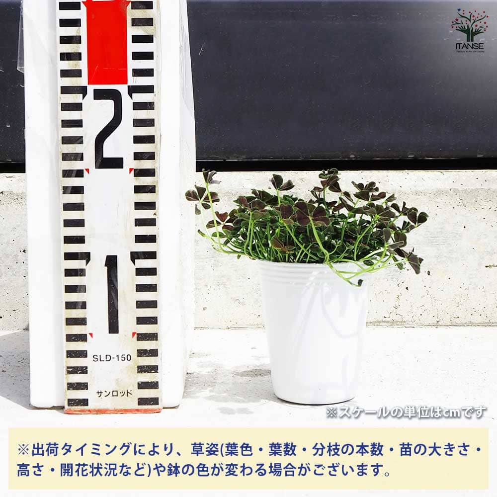 クローバー ニグリカンズ 2個～【花苗 2.5号ポット】｜ 【植物の