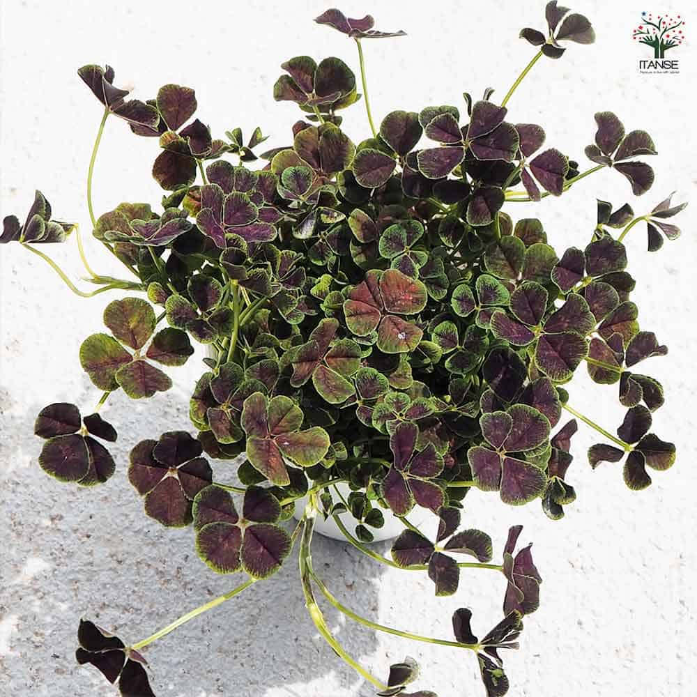 生花の道　G.L.ヘリゲル カバー無し 生花の道 G.L.ヘリゲル カバー無し 生花】【日野】ヘリクリサム