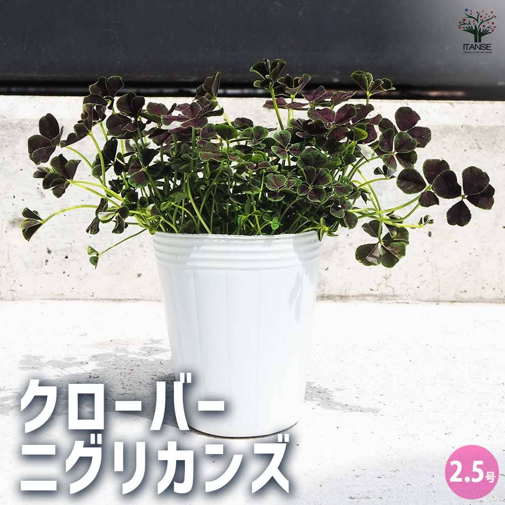 クローバー ニグリカンズ 2個～【花苗 2.5号ポット】