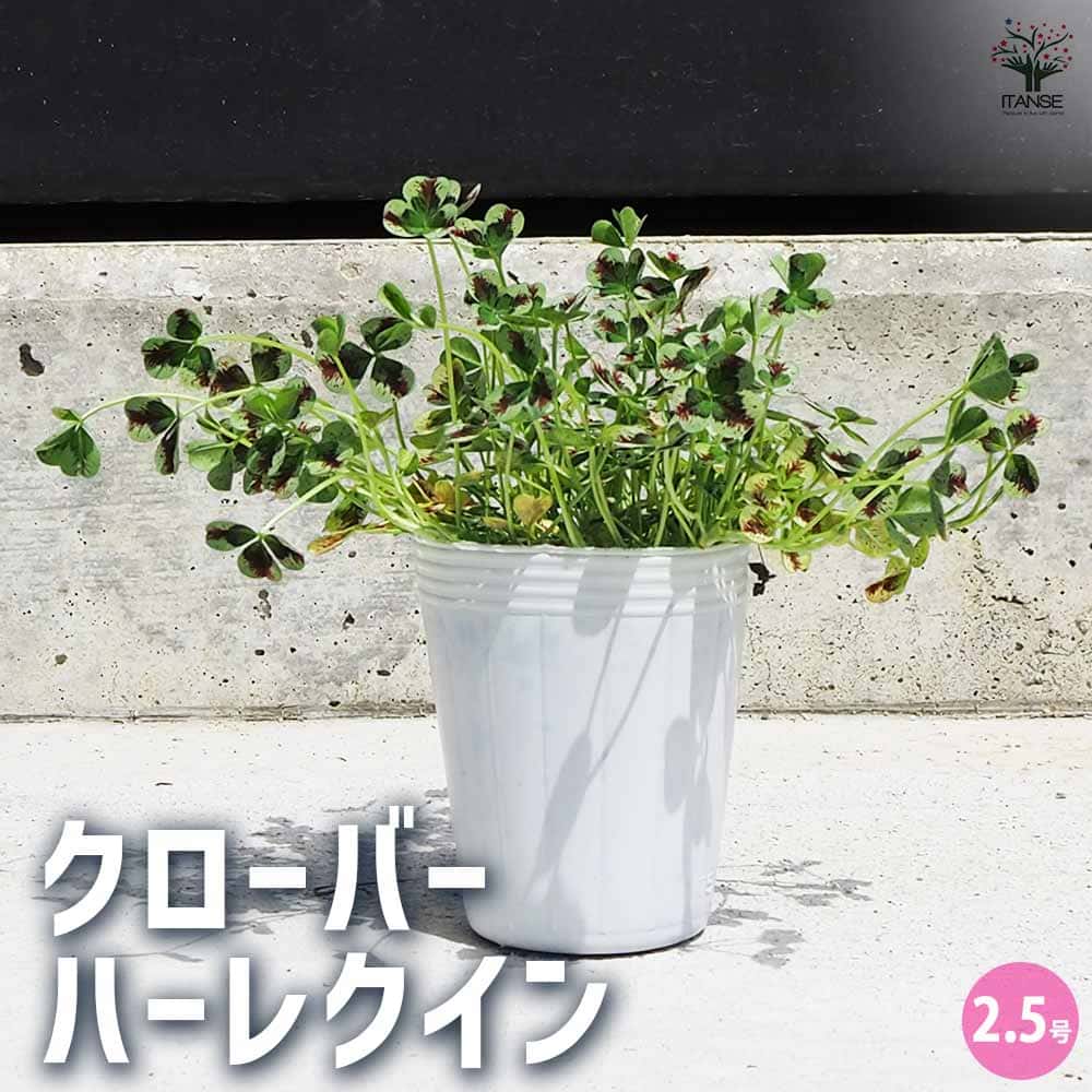 クローバー ハーレクイン 2個～【花苗 2.5号ポット】