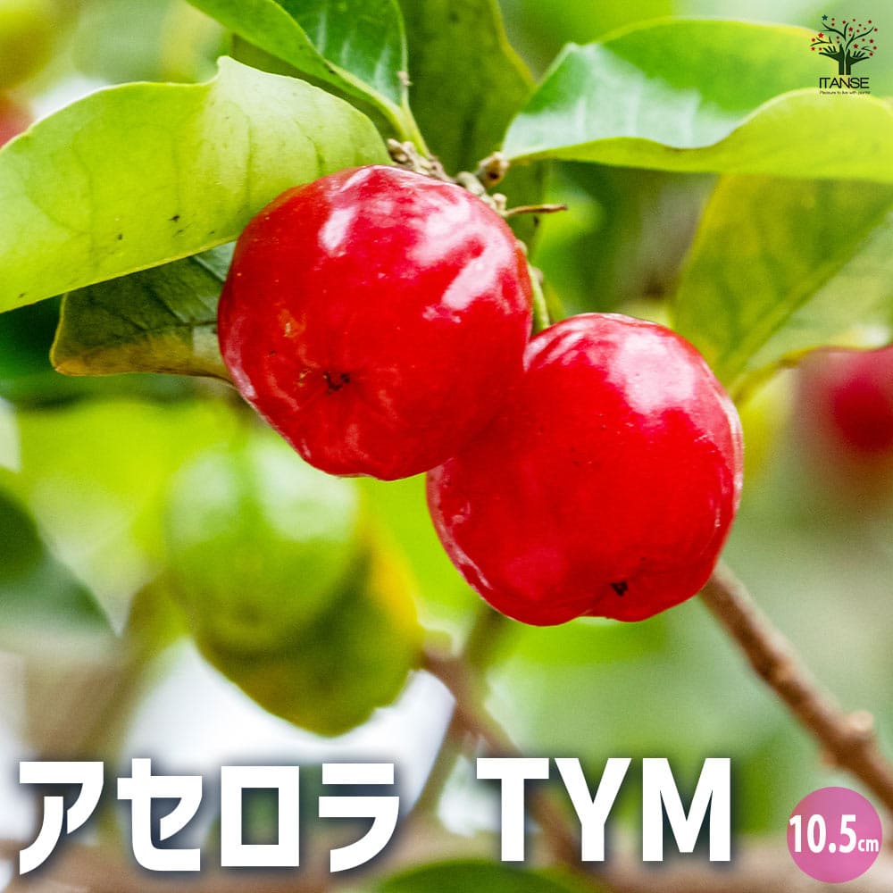 アセロラ TYM 【果樹の苗 10.5cmポット】｜ 【植物のITANSE