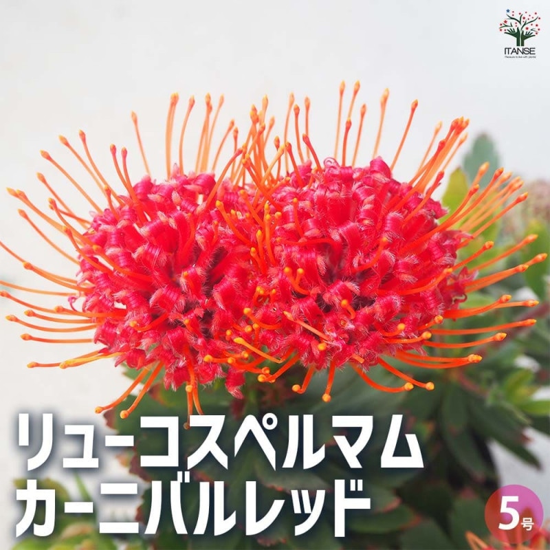 リューコスペルマム カーニバルレッド 【花木苗 7号鉢／1個売り