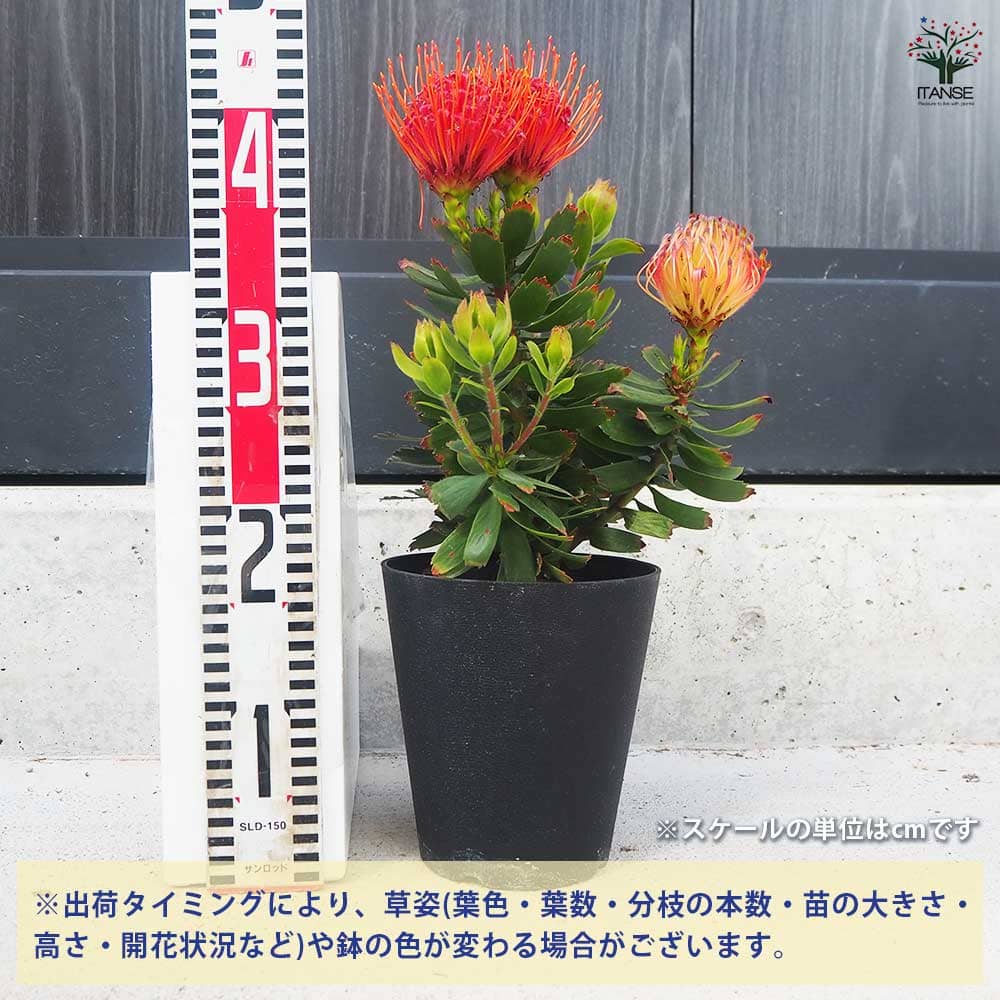 レア、切花品種　紅☆☆　小苗 リューコスペルマム カーニバルレッド 【花木苗 5号鉢／1個売り