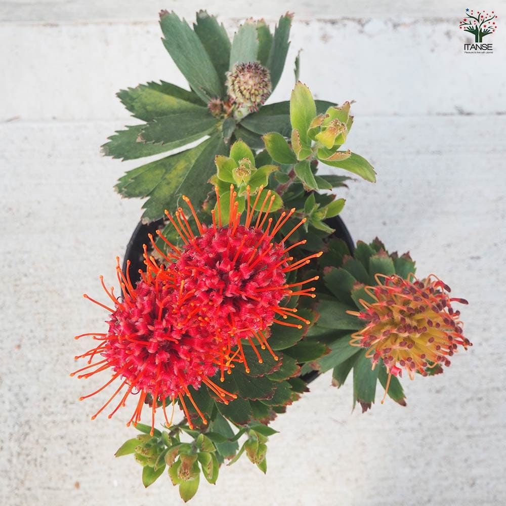 リューコスペルマム　リゴレット　鉢植えE　苗 リューコスペルマム（ピンクッション）：リゴレット 6号ポット* の通販