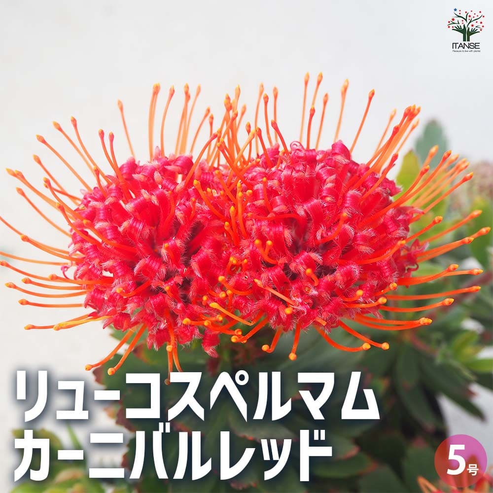 リューコスペルマム カーニバルレッド 【花木苗 5号鉢／1個売り