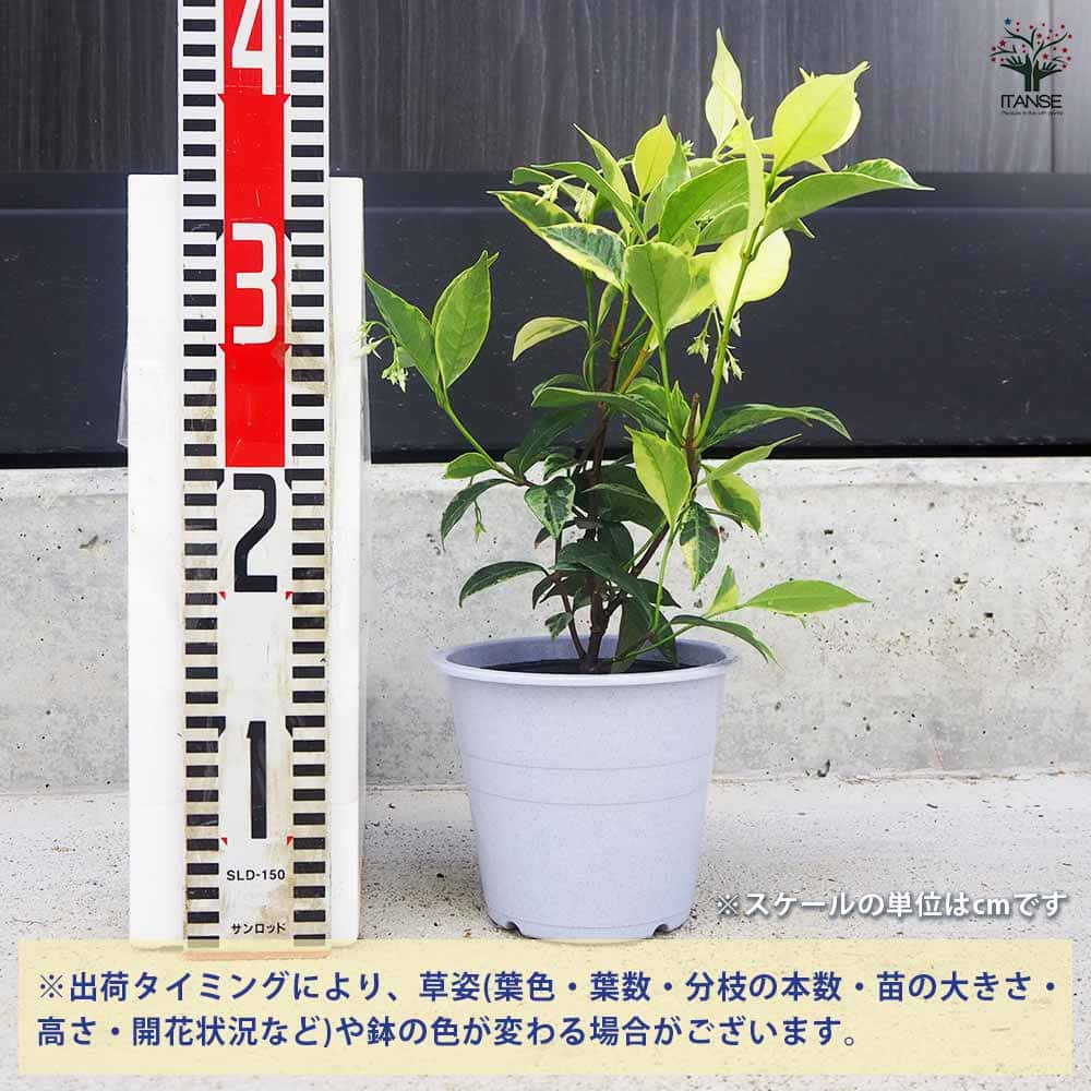 スタージャスミン 【花木苗 4.5号鉢／1個売り】｜ 【植物の