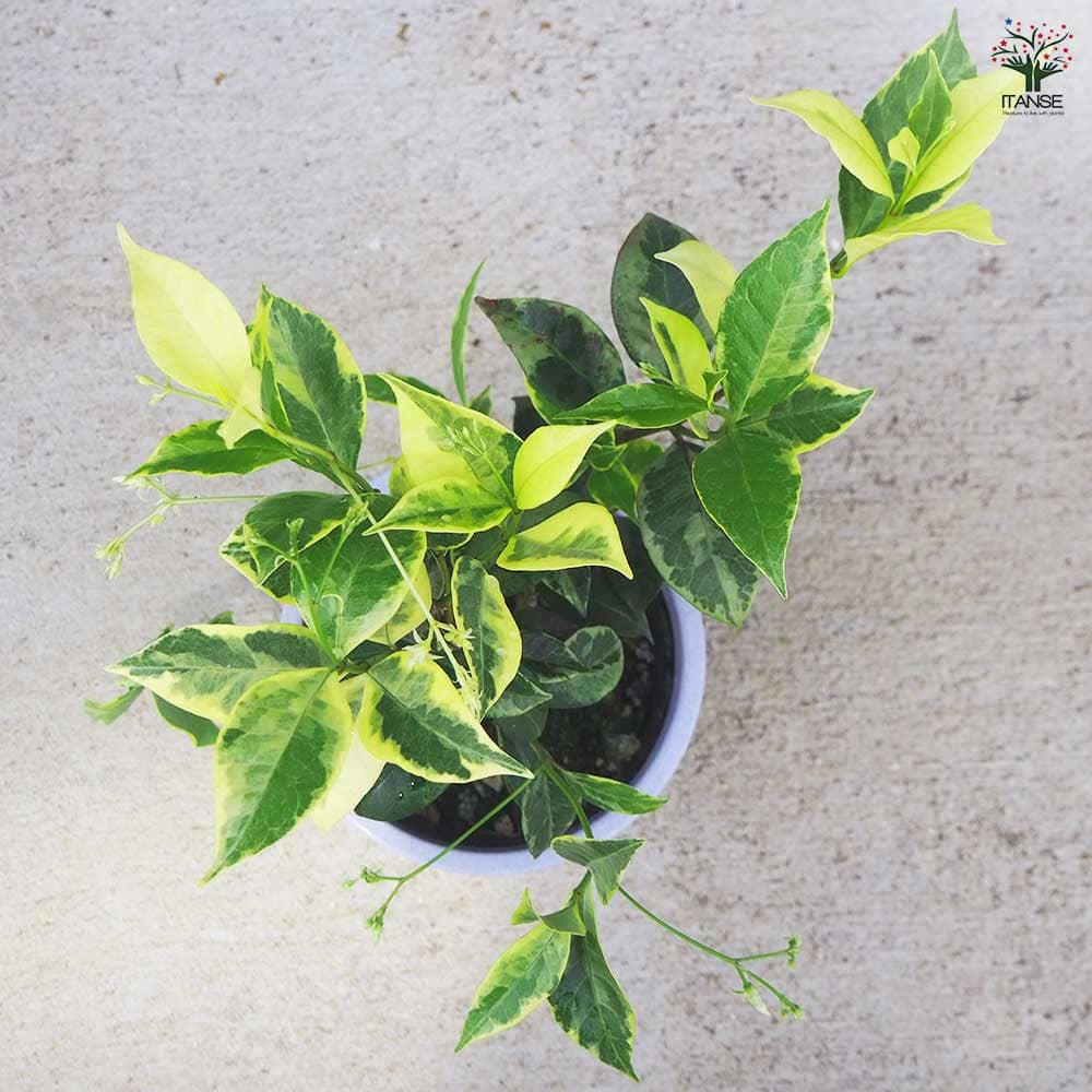スタージャスミン 【花木苗 4.5号鉢／1個売り】｜ 【植物の
