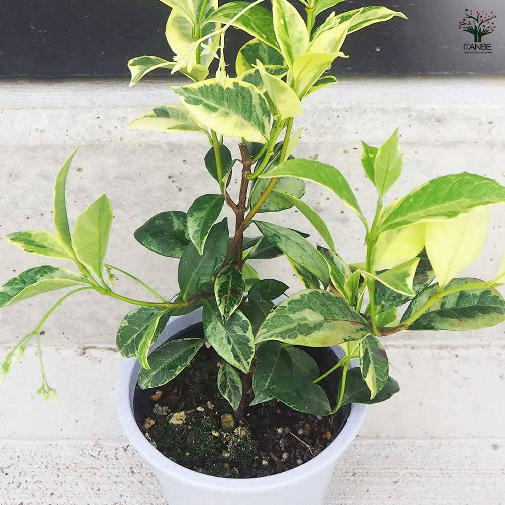 スタージャスミン 【花木苗 4.5号鉢／1個売り】｜ 【植物の